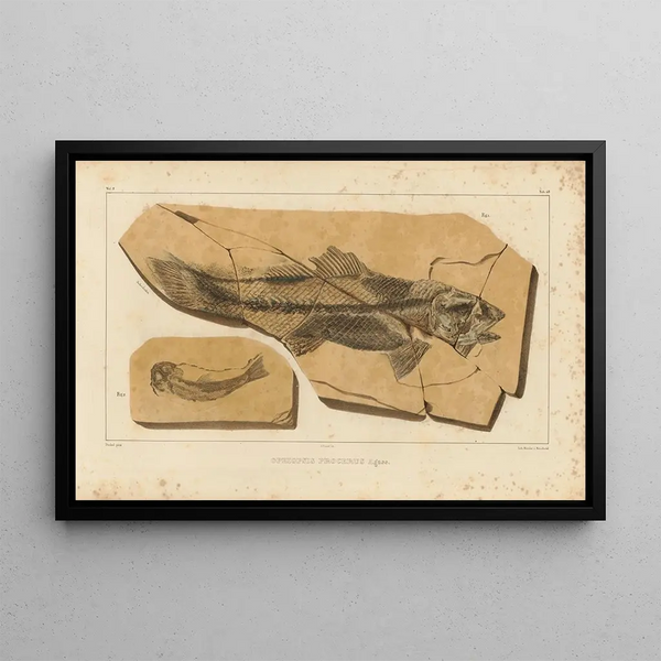 Louis Agassiz - Recherches sur les poissons fossiles Pl204.webp