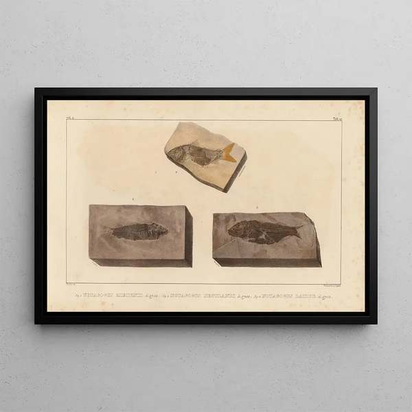 Recherches sur les poissons fossiles Pl205 - Louis Agassiz — ingelijst kunstwerk aan de muur