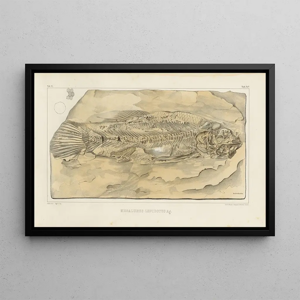 Louis Agassiz - Recherches sur les poissons fossiles Pl208.webp