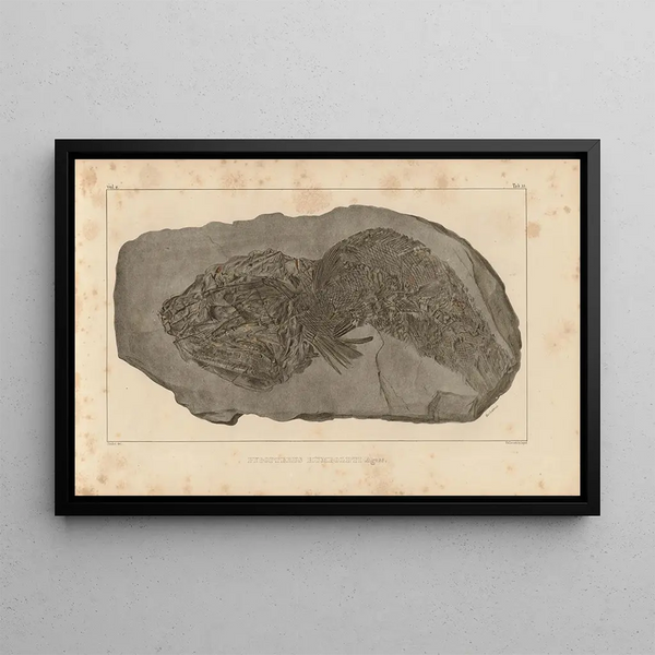 Recherches sur les poissons fossiles Pl213 - Louis Agassiz — ingelijst kunstwerk aan de muur