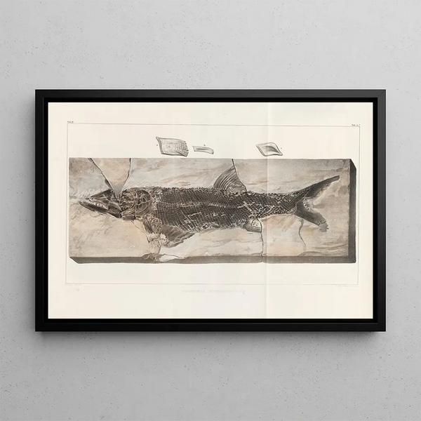 Recherches sur les poissons fossiles Pl218 - Louis Agassiz — framed artwork on a wall