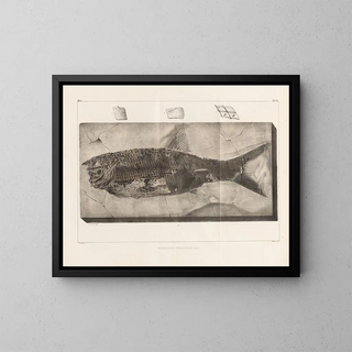 Louis Agassiz - Recherches sur les poissons fossiles Pl220.webp