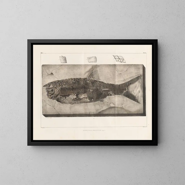 Recherches sur les poissons fossiles Pl. 220 - Louis Agassiz — framed artwork on a wall