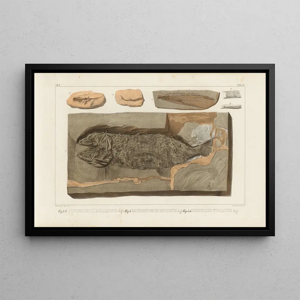 Recherches sur les poissons fossiles Pl222 - Louis Agassiz — framed artwork on a wall