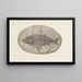Recherches sur les poissons fossiles Pl223 - Louis Agassiz — ingelijst kunstwerk aan de muur