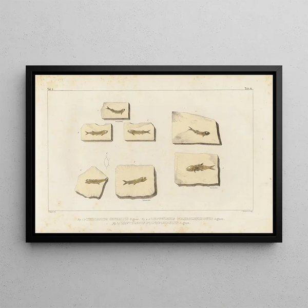 van de schilderij Recherches sur les poissons fossiles Pl226 - Louis Agassiz — ingelijst kunstwerk aan de muur