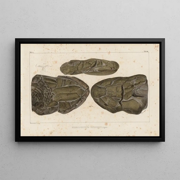 Louis Agassiz - Recherches sur les poissons fossiles Pl229.webp