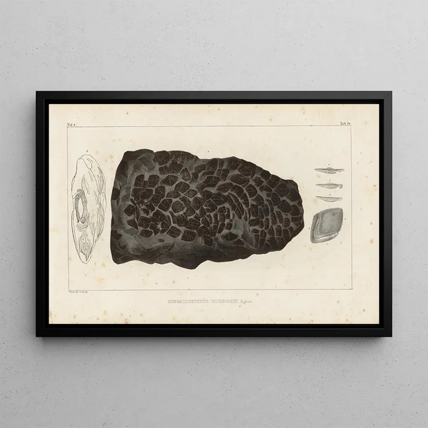 Louis Agassiz - Recherches sur les poissons fossiles Pl231.webp