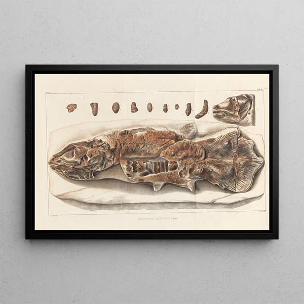 Onderzoek naar fossiele vissen Pl234 - Louis Agassiz — ingelijst kunstwerk aan de muur