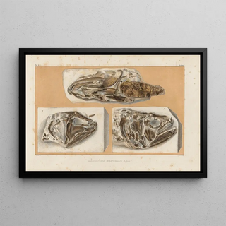Louis Agassiz - Recherches sur les poissons fossiles Pl237.webp