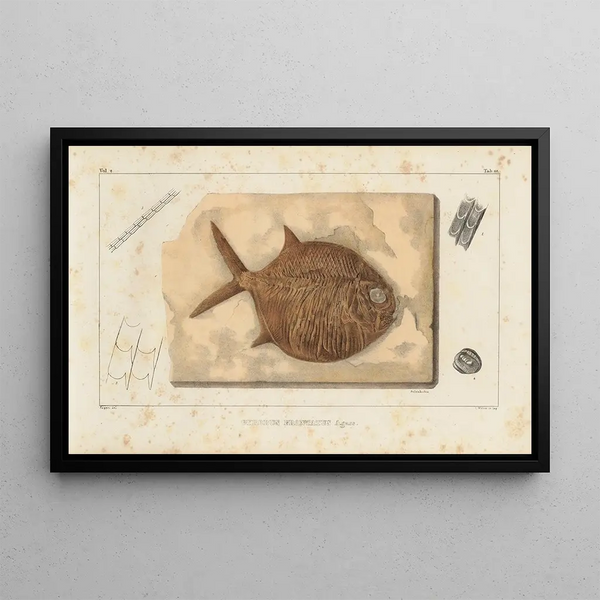 Recherches sur les poissons fossiles Pl241 - Louis Agassiz — ingelijst kunstwerk aan de muur