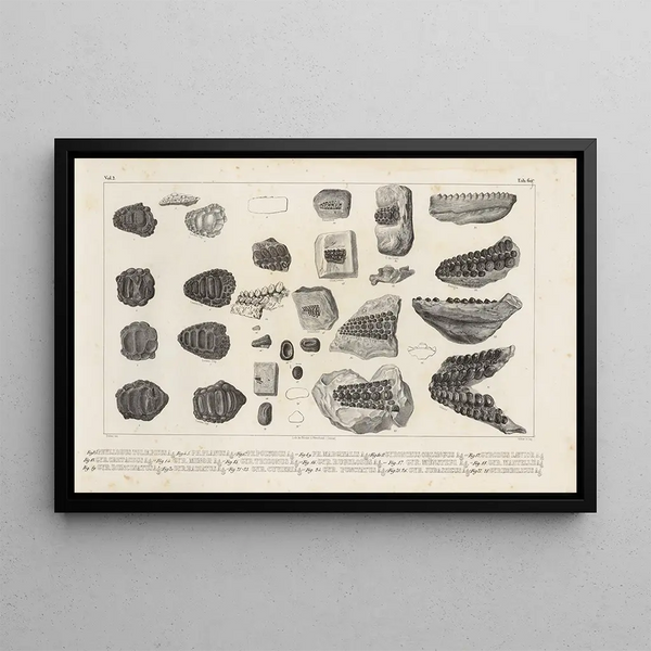 Recherches sur les poissons fossiles Pl243 - Louis Agassiz — ingelijst kunstwerk aan de muur