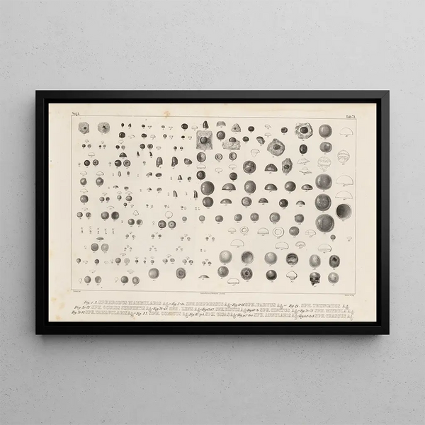 Louis Agassiz - Recherches sur les poissons fossiles Pl250.webp