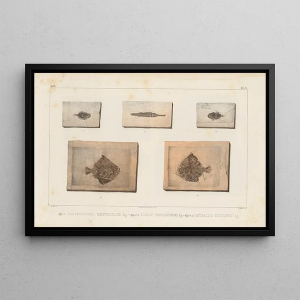 Louis Agassiz - Recherches sur les poissons fossiles Pl251.webp