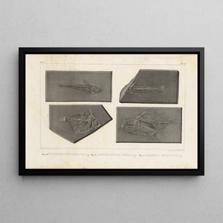Louis Agassiz - Recherches sur les poissons fossiles Pl252.webp