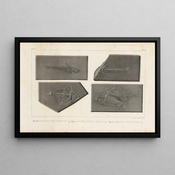 Recherches sur les poissons fossiles Pl252 - Louis Agassiz — ingelijst kunstwerk aan de muur