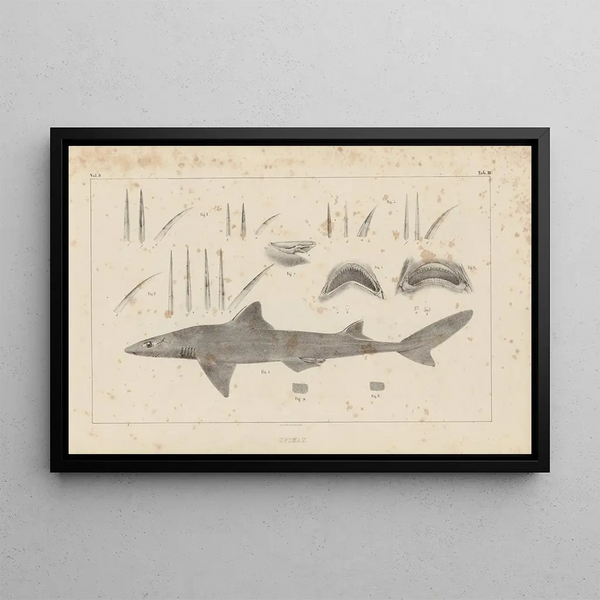 Louis Agassiz - Recherches sur les poissons fossiles Pl254.webp