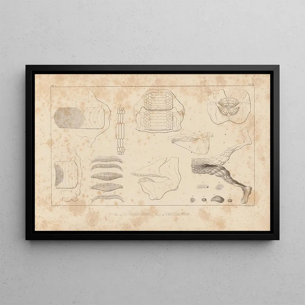 Louis Agassiz - Recherches sur les poissons fossiles Pl256.webp