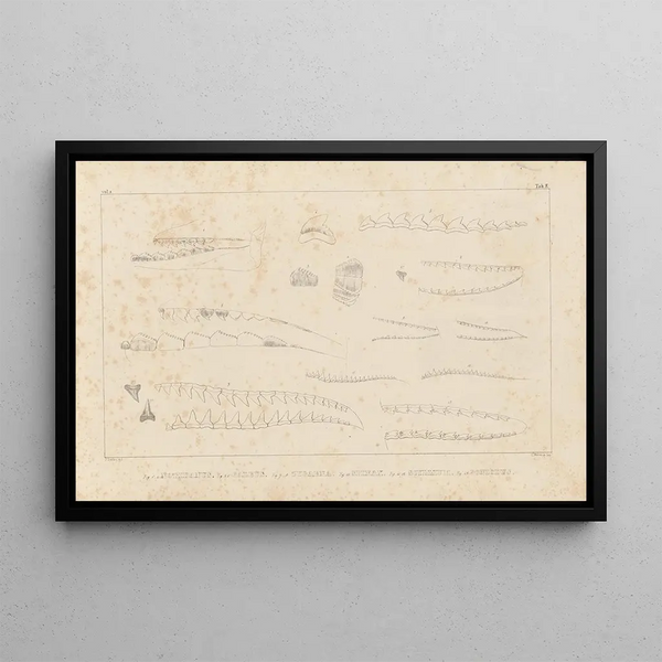 Onderzoek naar fossiele vissen Pl257 - Louis Agassiz — ingelijst kunstwerk aan de muur