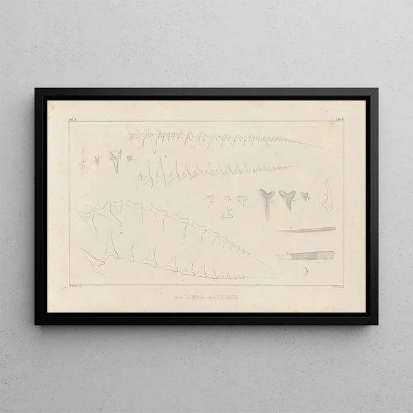 Recherches sur les poissons fossiles Pl259 - Louis Agassiz — framed artwork on a wall