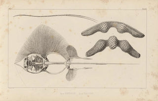 Louis Agassiz - Recherches sur les poissons fossiles Pl260.webp
