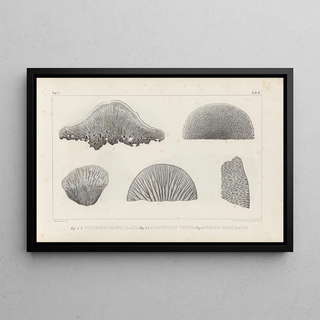 Louis Agassiz - Recherches sur les poissons fossiles Pl262.webp