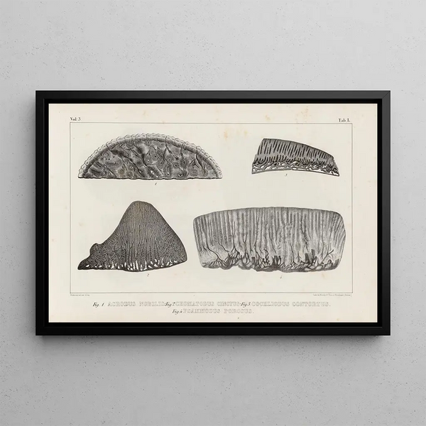 Recherches sur les poissons fossiles Pl263 - Louis Agassiz — ingelijst kunstwerk aan de muur