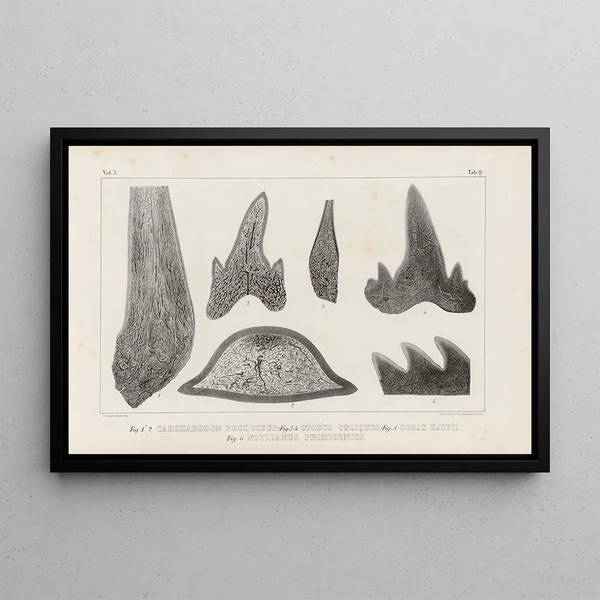 Louis Agassiz - Recherches sur les poissons fossiles Pl270.webp