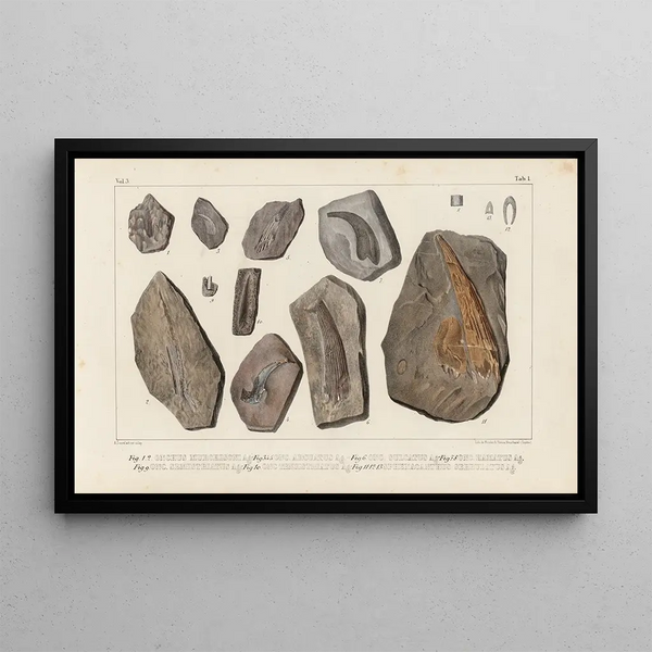 Louis Agassiz - Recherches sur les poissons fossiles Pl273.webp
