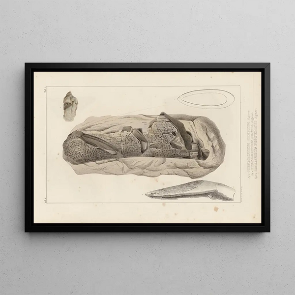 Recherches sur les poissons fossiles Pl275 - Louis Agassiz — framed artwork on a wall