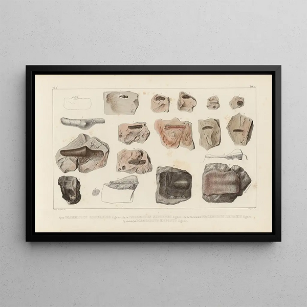 Louis Agassiz - Recherches sur les poissons fossiles Pl289.webp