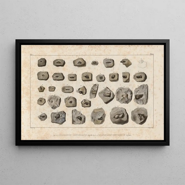 Recherches sur les poissons fossiles Pl291 - Louis Agassiz — ingelijst kunstwerk aan de muur
