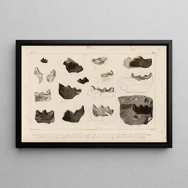 Louis Agassiz - Recherches sur les poissons fossiles Pl297.webp