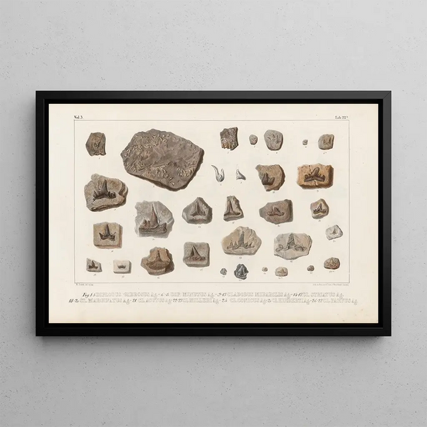 Recherches sur les Poissons Fossiles Pl301 - Louis Agassiz — ingelijst kunstwerk aan de muur