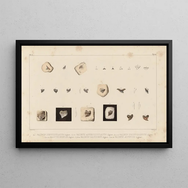 Louis Agassiz - Recherches sur les poissons fossiles Pl307.webp