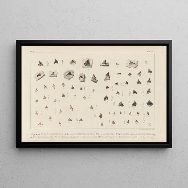 Louis Agassiz - Recherches sur les poissons fossiles Pl308.webp