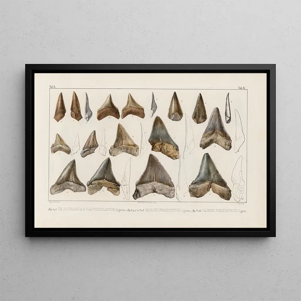 Recherches sur les poissons fossiles Pl312 - Louis Agassiz — ingelijst kunstwerk aan de muur