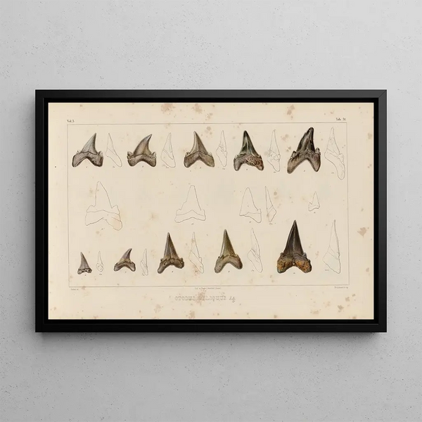 Louis Agassiz - Recherches sur les poissons fossiles Pl314.webp