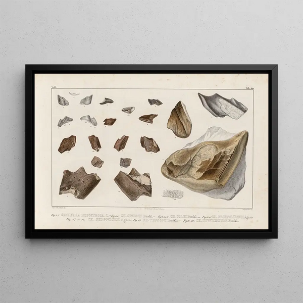 Louis Agassiz - Recherches sur les poissons fossiles Pl324.webp