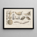 Recherches sur les poissons fossiles Pl325 - Louis Agassiz — ingelijst kunstwerk aan de muur