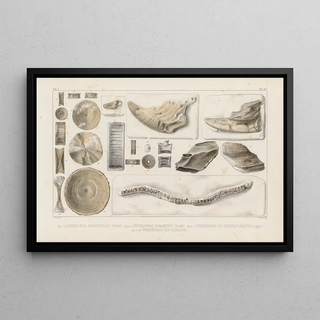 Louis Agassiz - Recherches sur les poissons fossiles Pl325.webp