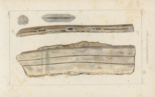 Louis Agassiz - Recherches sur les poissons fossiles Pl329.webp