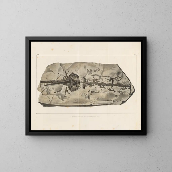 Recherches sur les poissons fossiles - Louis Agassiz — framed artwork on a wall