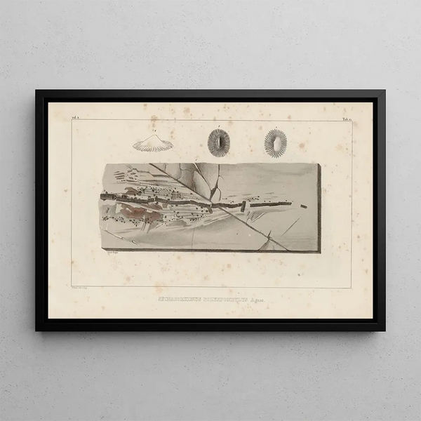 Recherches sur les poissons fossiles Pl331 - Louis Agassiz — ingelijst kunstwerk aan de muur