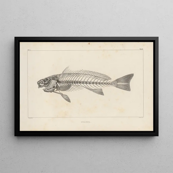 Recherches sur les poissons fossiles Pl345 - Louis Agassiz — ingelijst kunstwerk aan de muur
