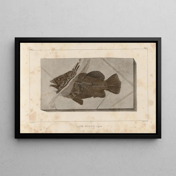 Recherches sur les poissons fossiles Pl. 351 - Louis Agassiz — ingelijst kunstwerk aan de muur