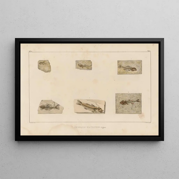 Recherches sur les poissons fossiles Pl353 - Louis Agassiz — ingelijst kunstwerk aan de muur