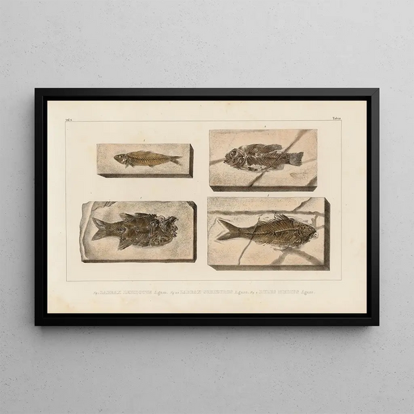 Louis Agassiz - Recherches sur les poissons fossiles Pl360.webp