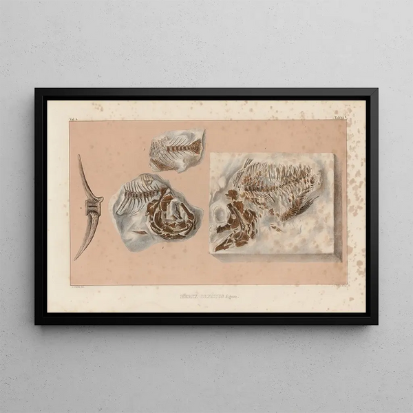 Louis Agassiz - Recherches sur les poissons fossiles Pl365.webp