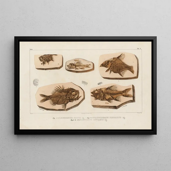 Recherches sur les poissons fossiles Pl369 - Louis Agassiz — ingelijst kunstwerk aan de muur